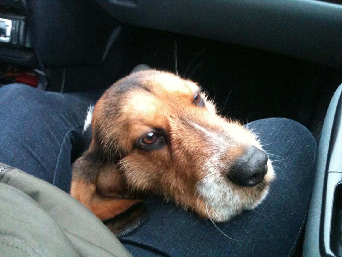 Blanding af racer Bumle billede 5