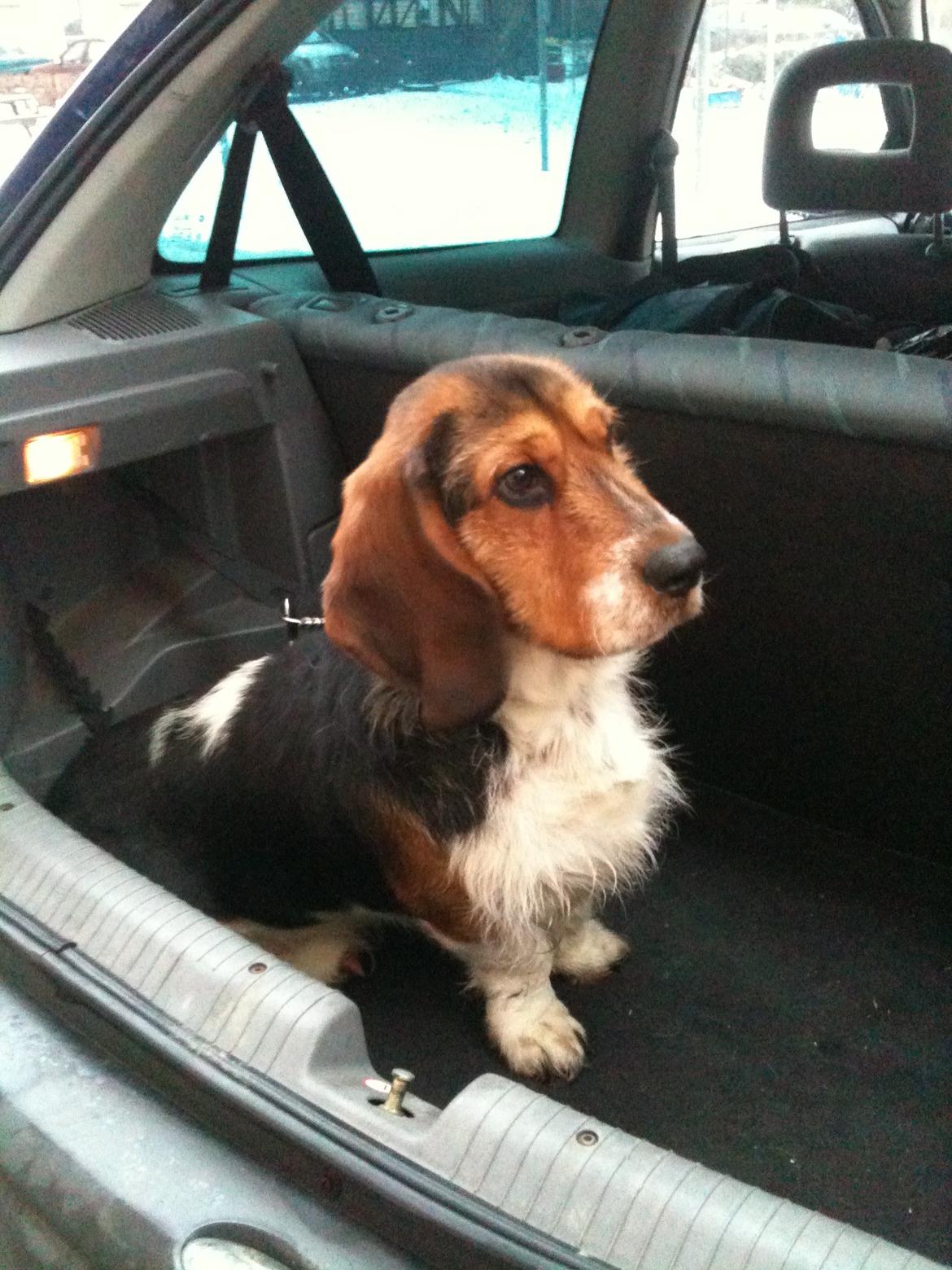 Blanding af racer Bumle - Her er vi lige kommet hjem. billede 7