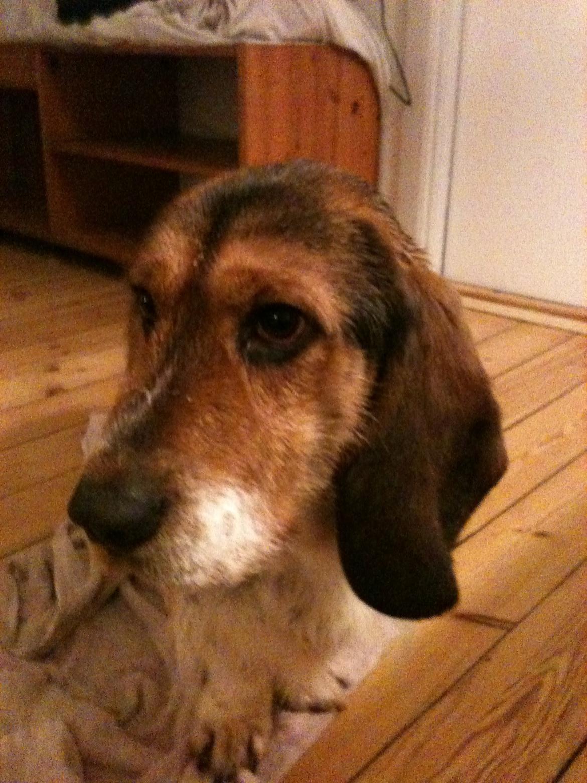 Blanding af racer Bumle billede 4