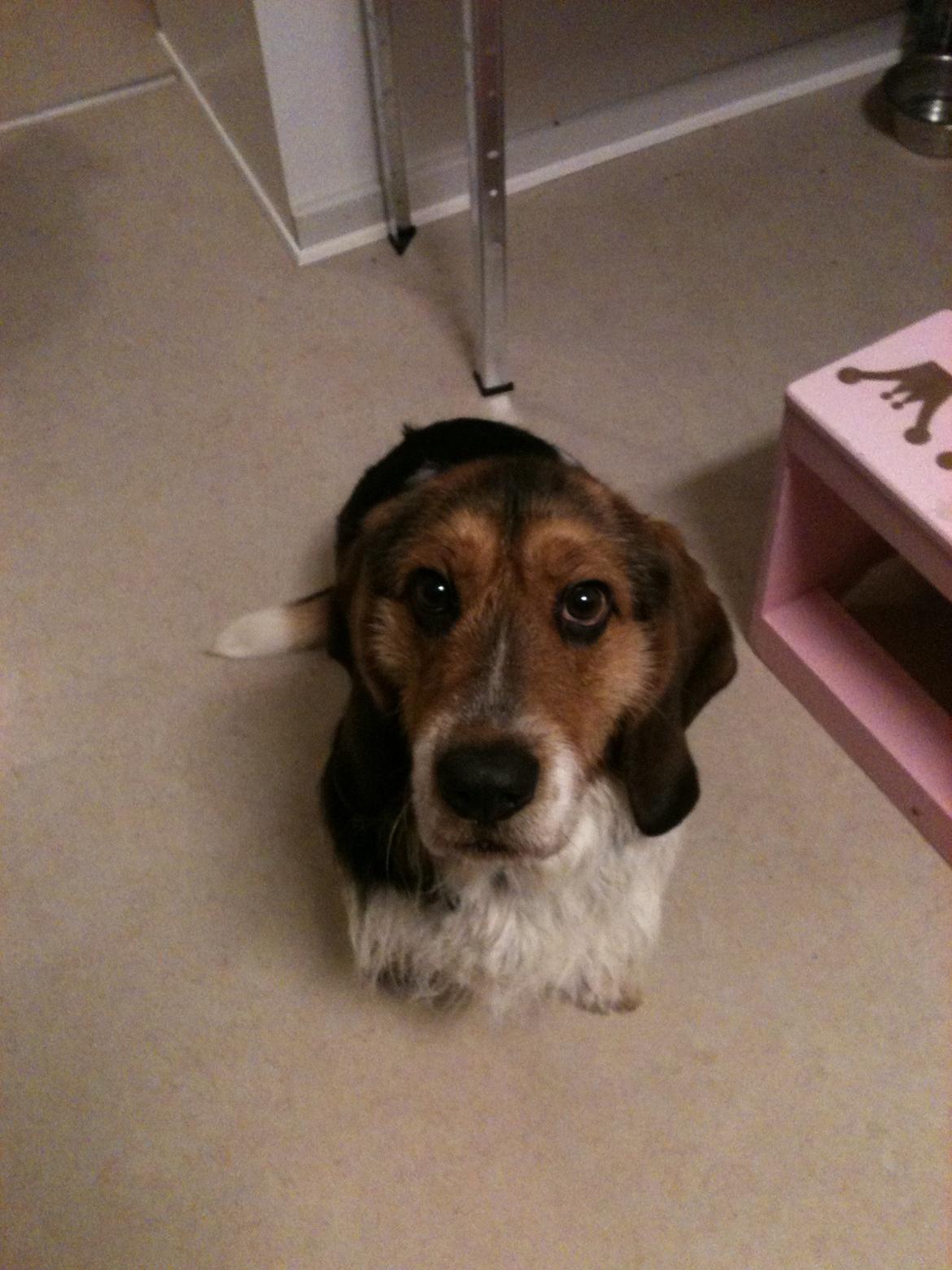 Blanding af racer Bumle - Må jeg ik godt få den godbid, den ser god ud. billede 8