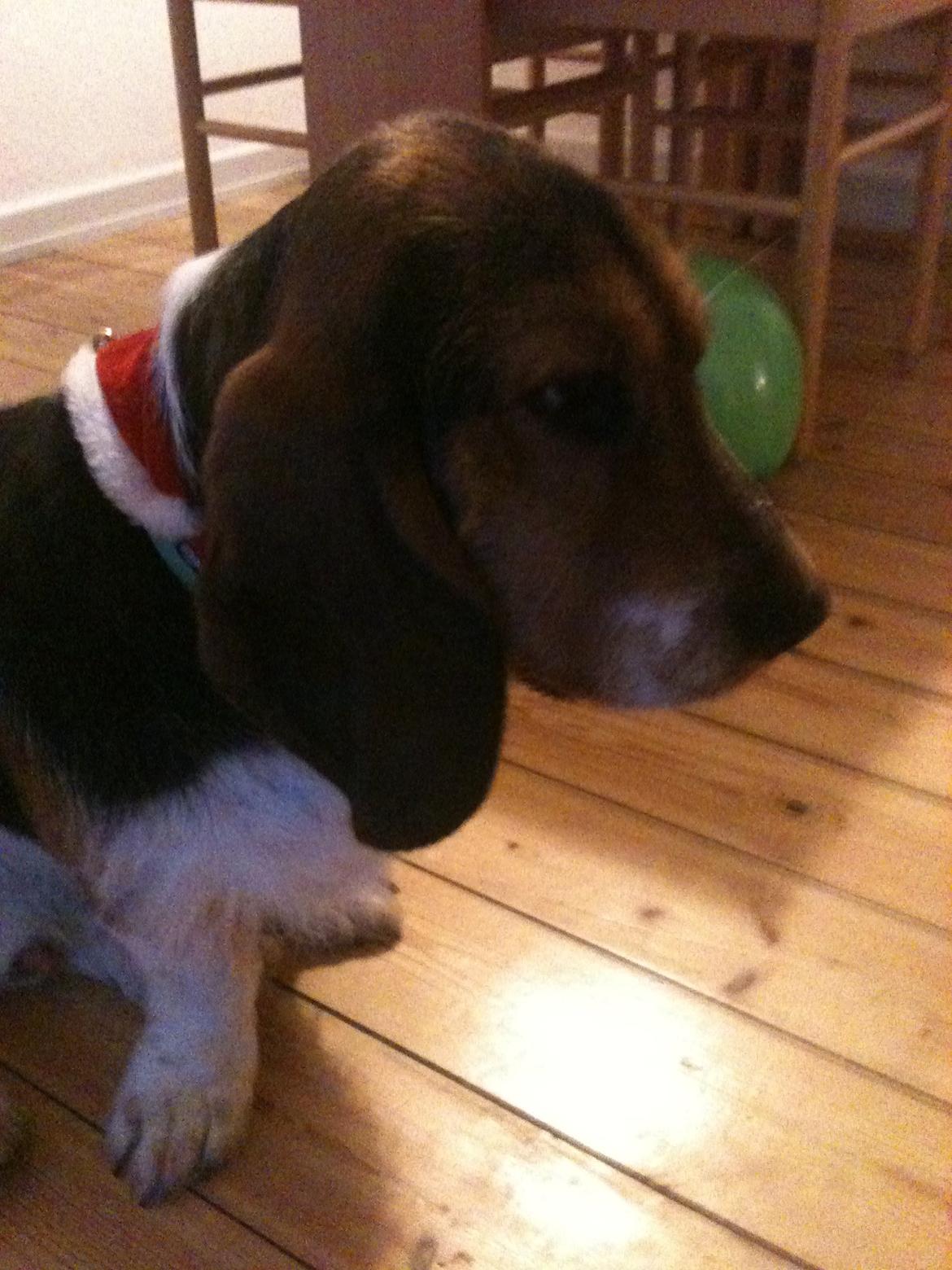 Blanding af racer Bumle billede 9