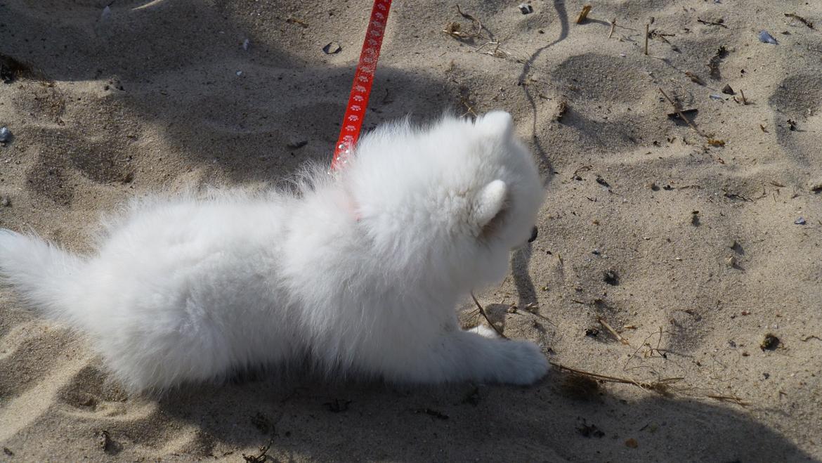 Japansk spids Yuki - Yukis første tur til stranden(: Hun nød alt det dejlige sand hun kunne grave i! billede 10
