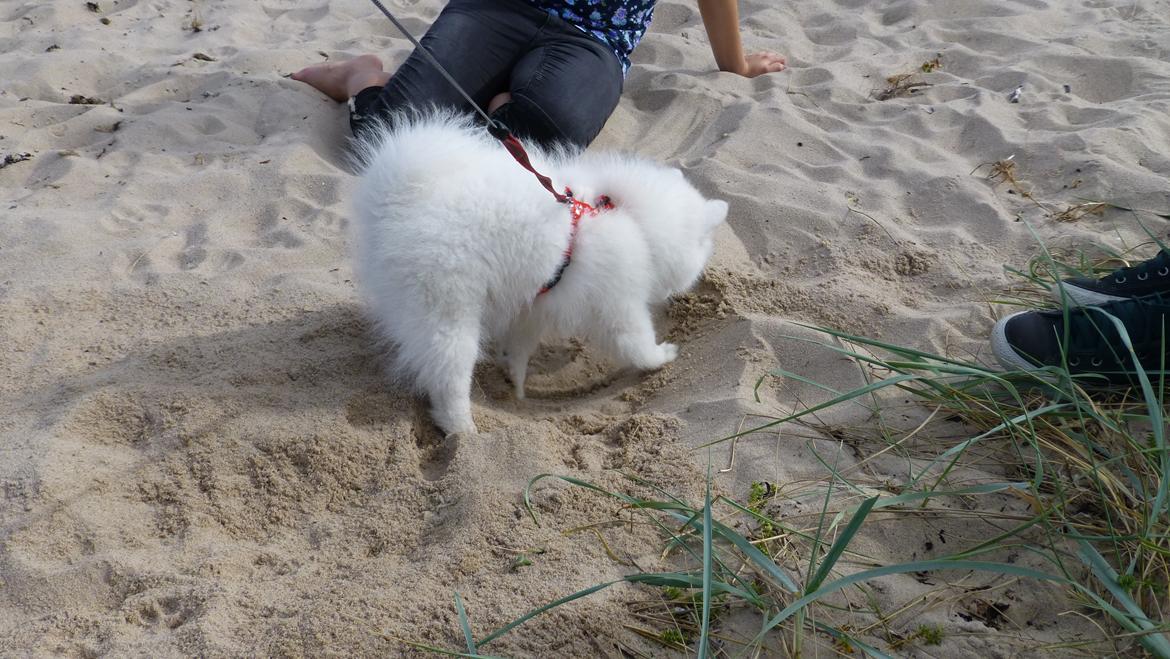 Japansk spids Yuki billede 11