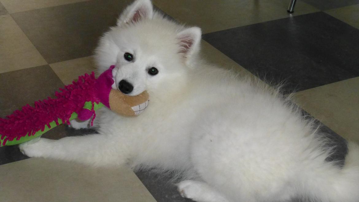 Japansk spids Yuki billede 13