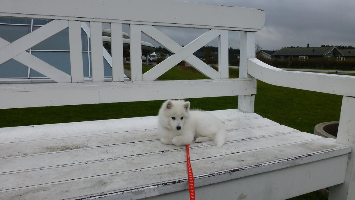 Japansk spids Yuki billede 4