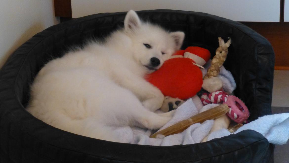 Japansk spids Yuki billede 14