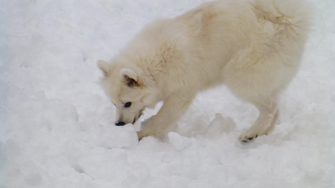 Japansk spids Yuki billede 15