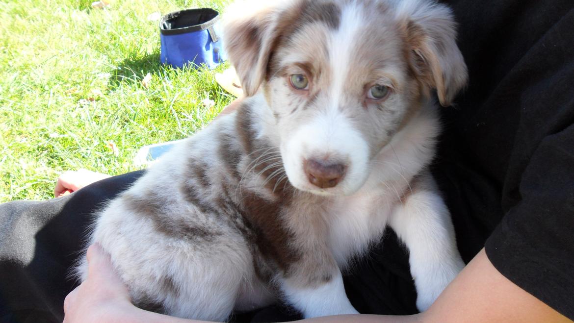 Australian shepherd Louis - Lige kommet hjem til mig som lille hvalp.  billede 1