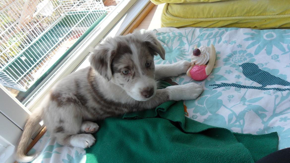 Australian shepherd Louis - 8 uger.  billede 2