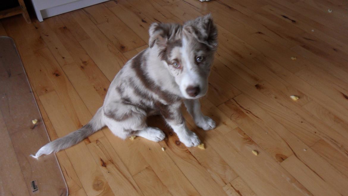 Australian shepherd Louis - Alt for fræk! 3 mdr.  billede 6