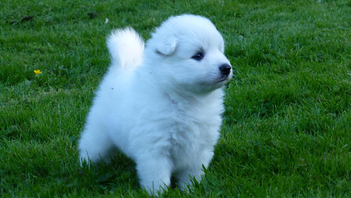 Japansk spids Yuki billede 8