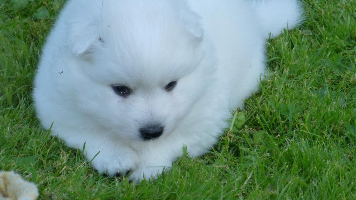 Japansk spids Yuki billede 7