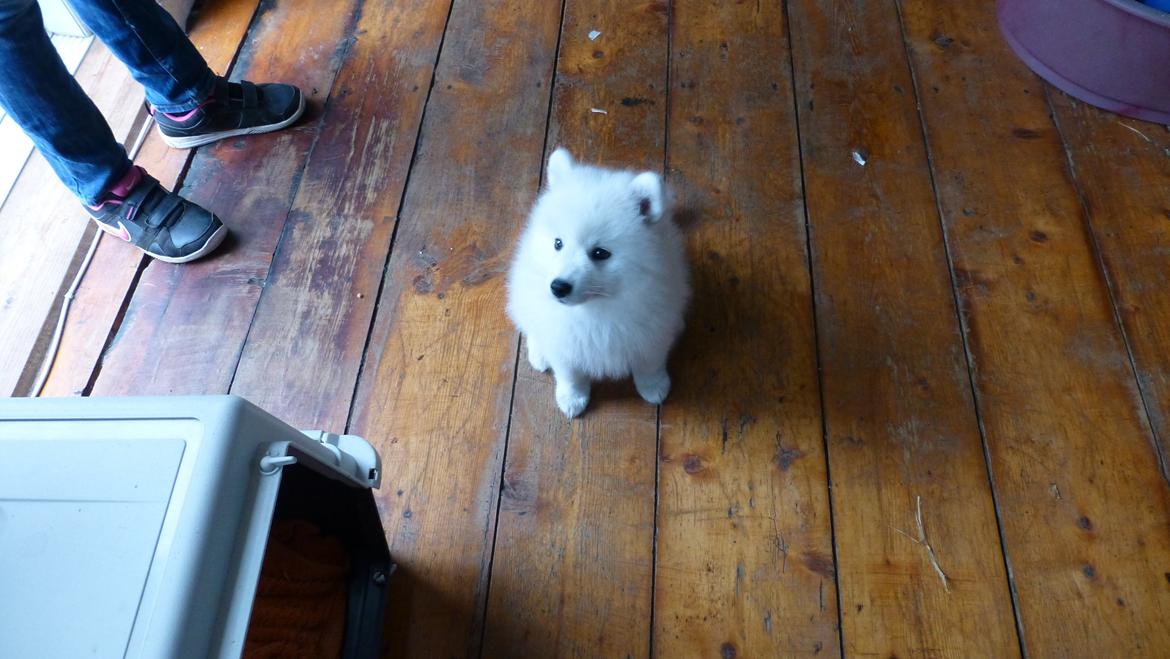 Japansk spids Yuki billede 9