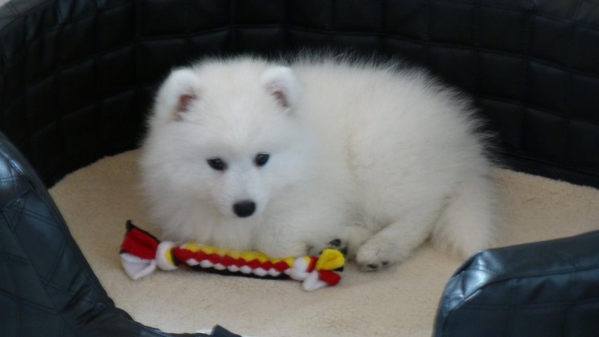 Japansk spids Yuki billede 5