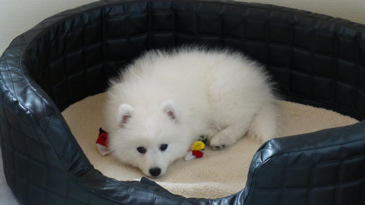 Japansk spids Yuki billede 6