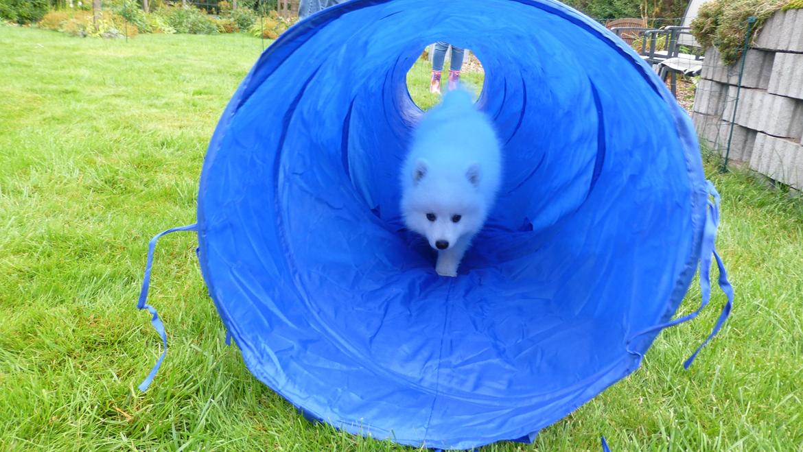 Japansk spids Yuki billede 12