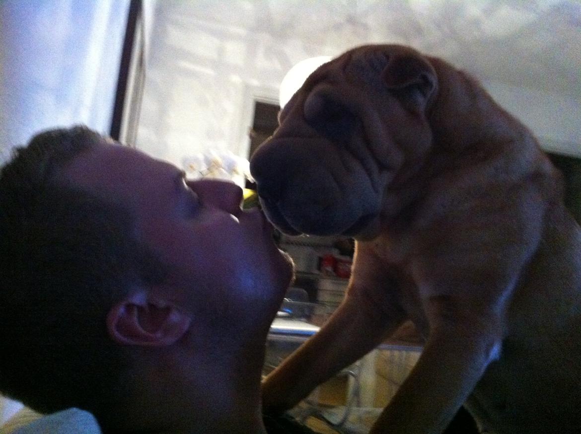 Shar pei Belle billede 2