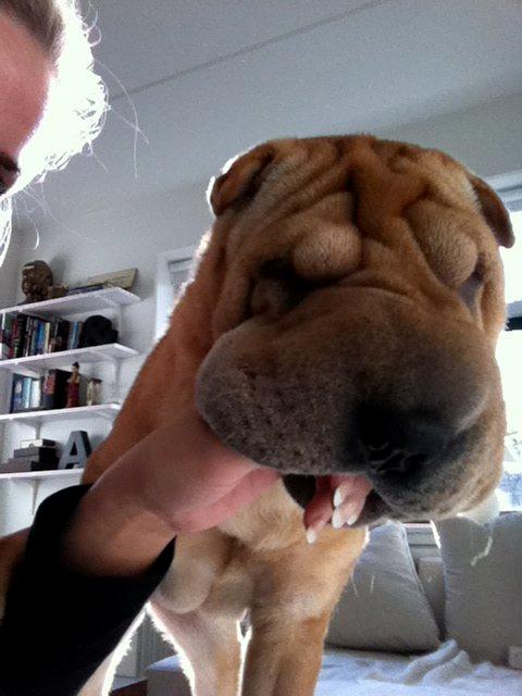 Shar pei Belle billede 20