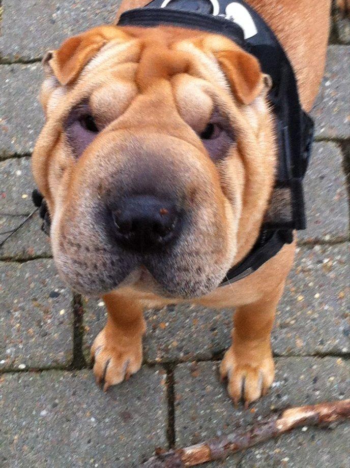 Shar pei Belle billede 4