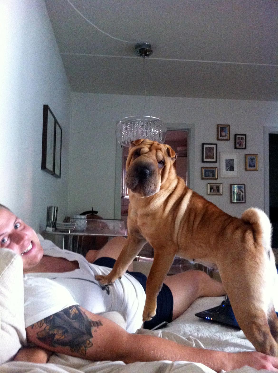 Shar pei Belle billede 3