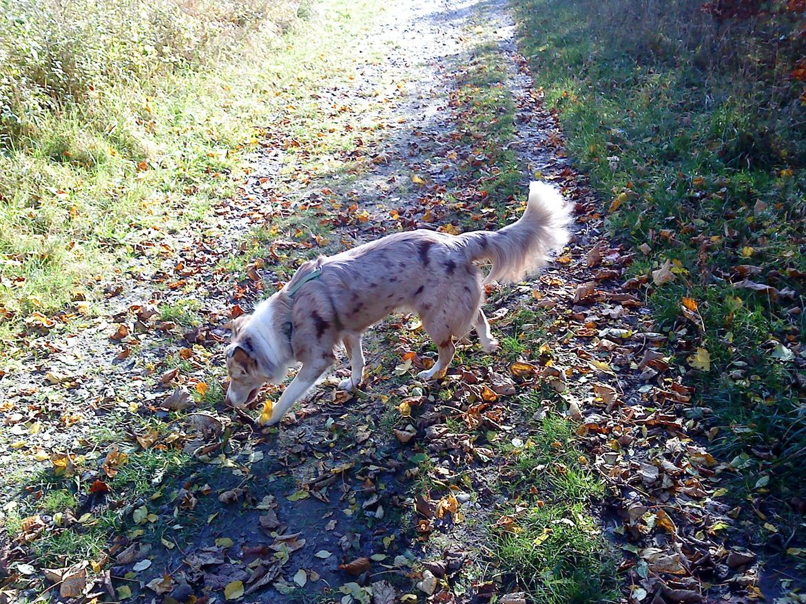 Australian shepherd Louis - 8 mdr. i flot efterårsvejr billede 7