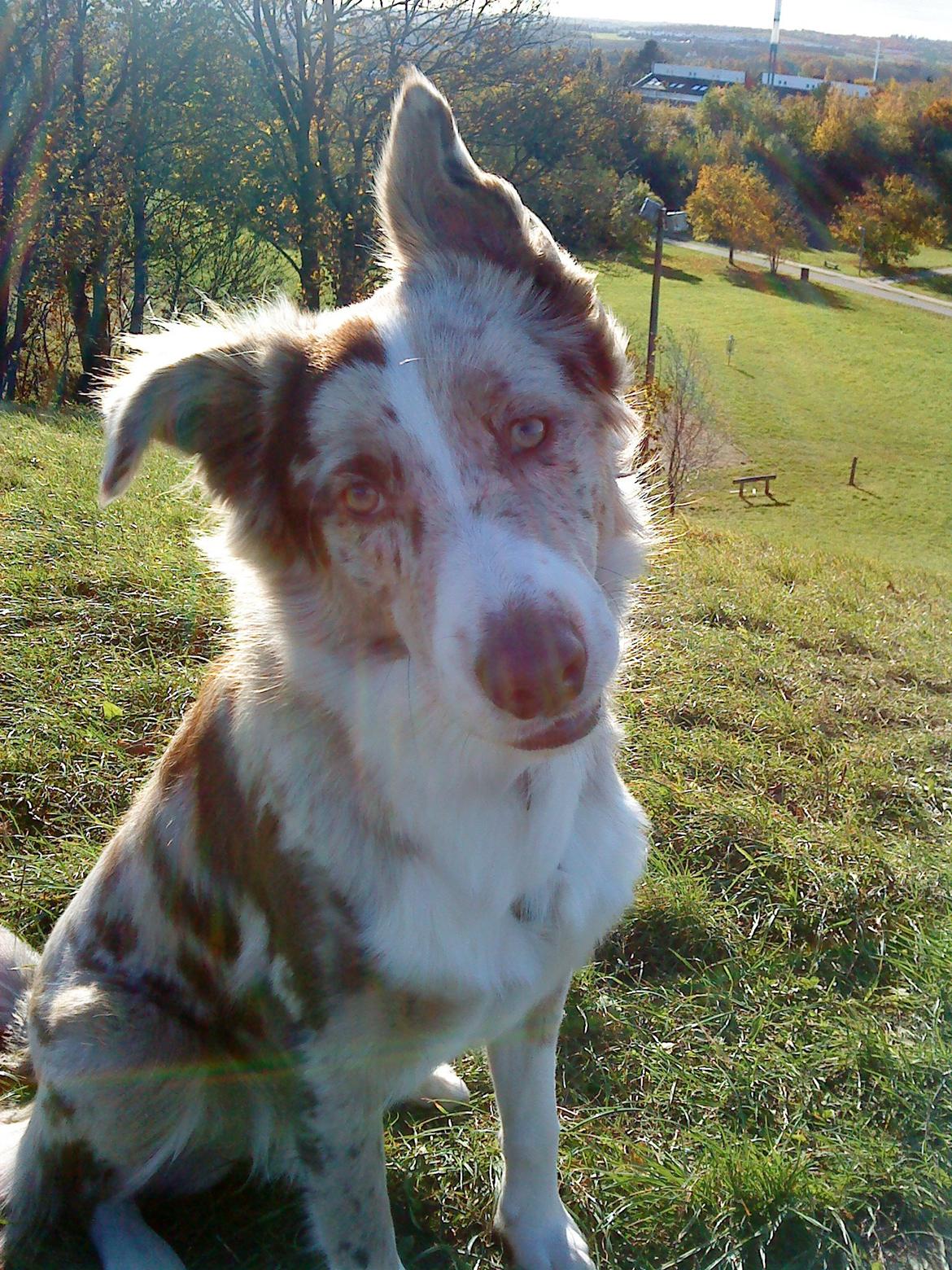 Australian shepherd Louis billede 8