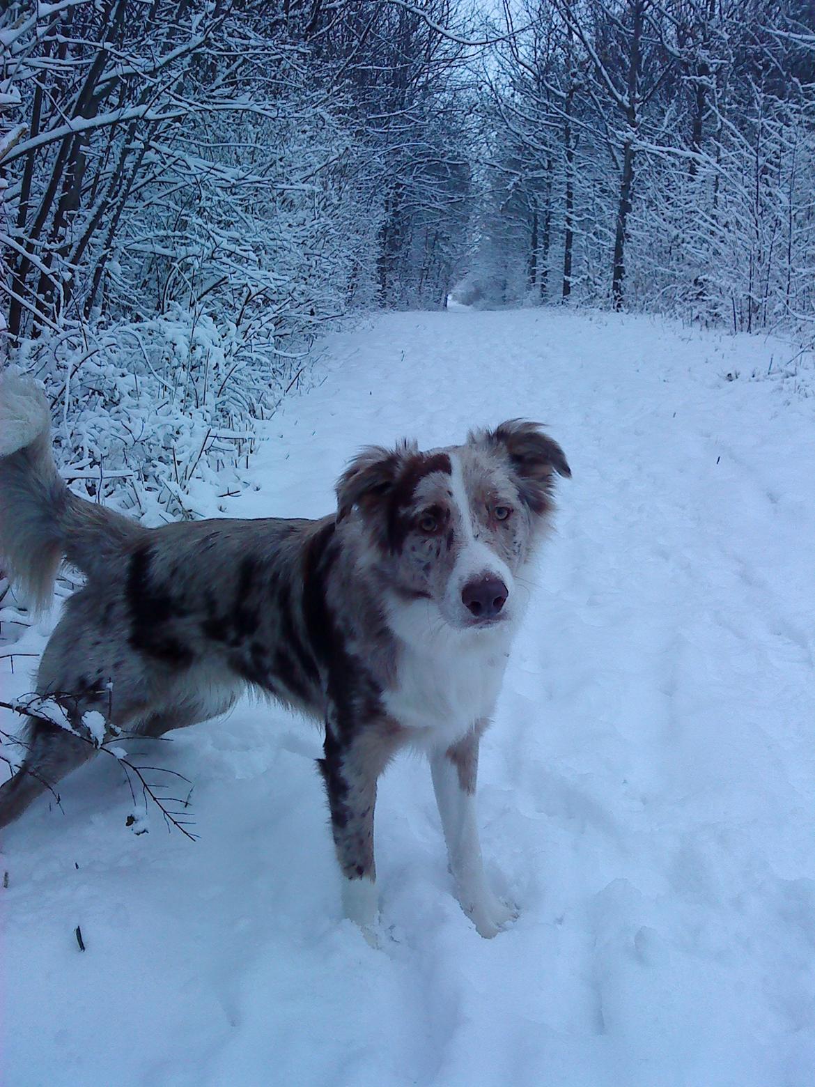 Australian shepherd Louis - 10 mdr. i vintervejr, december billede 9