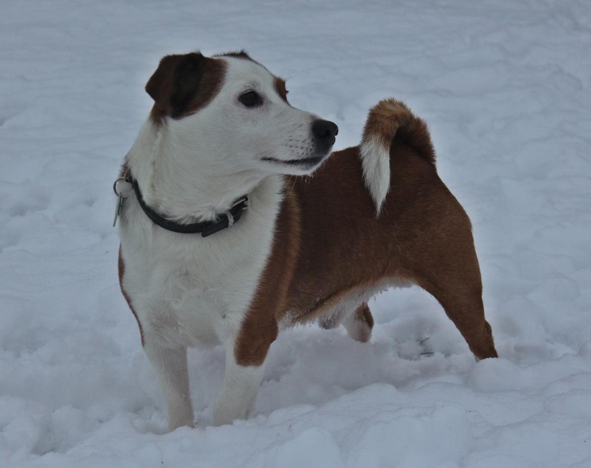 Jack russell terrier fido - Foto: Mathilde.D.B.Larsen (Mig) billede 1