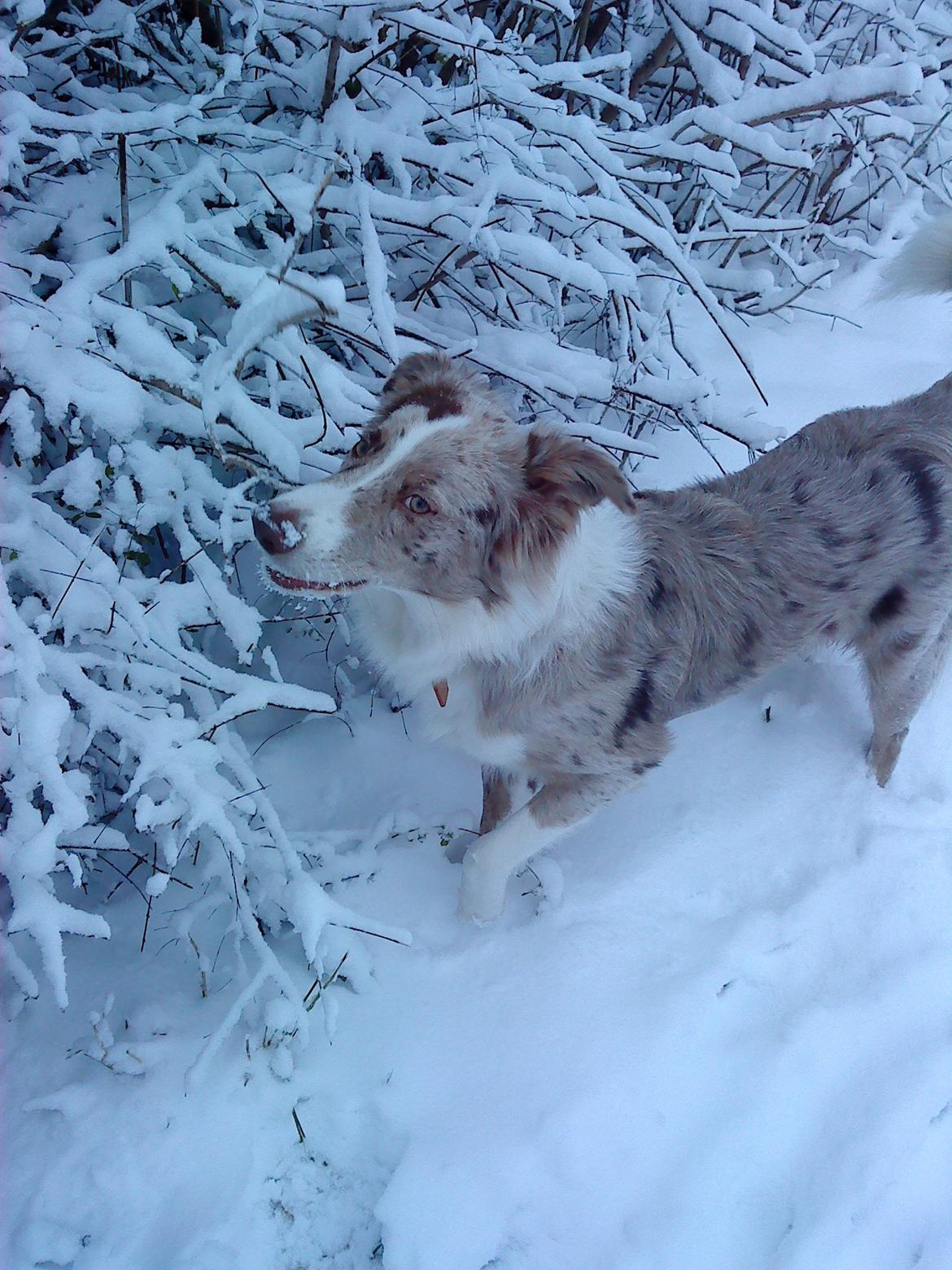 Australian shepherd Louis billede 10