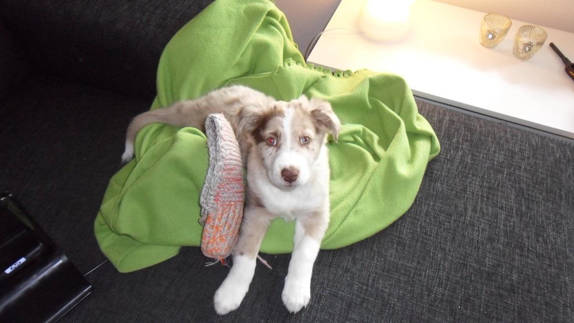 Australian shepherd Louis billede 4