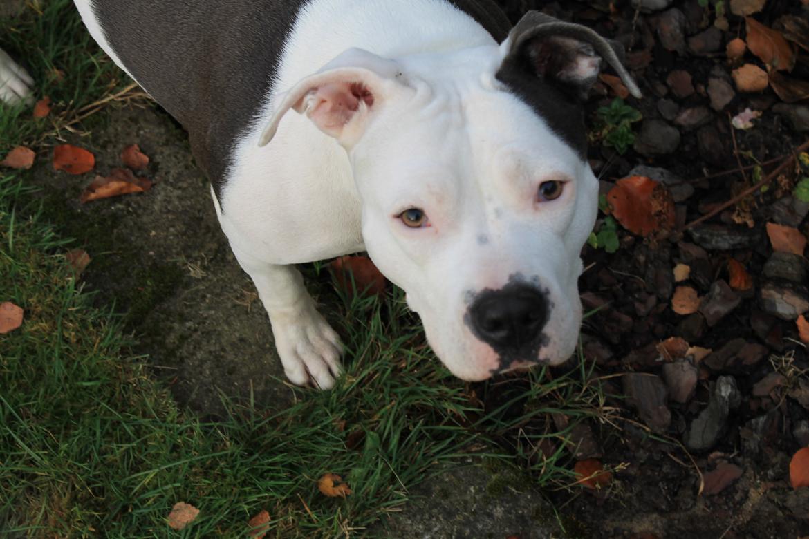 Amerikansk staffordshire terrier Dia - Sommer 2012
- hej ? billede 1