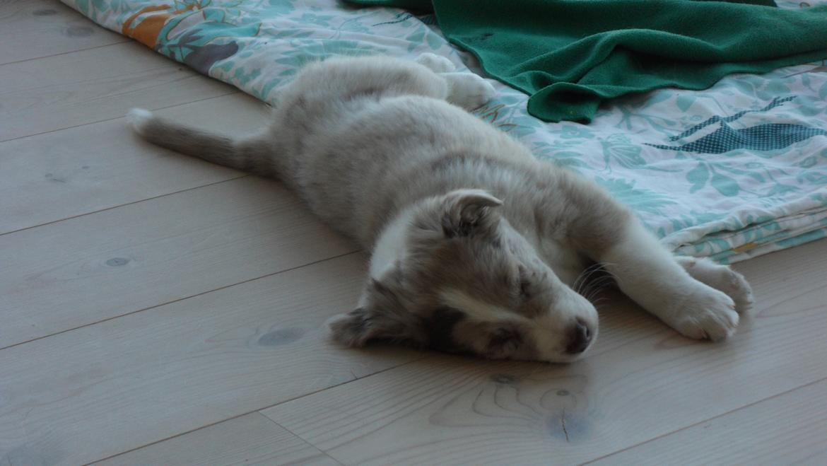 Australian shepherd Louis billede 3