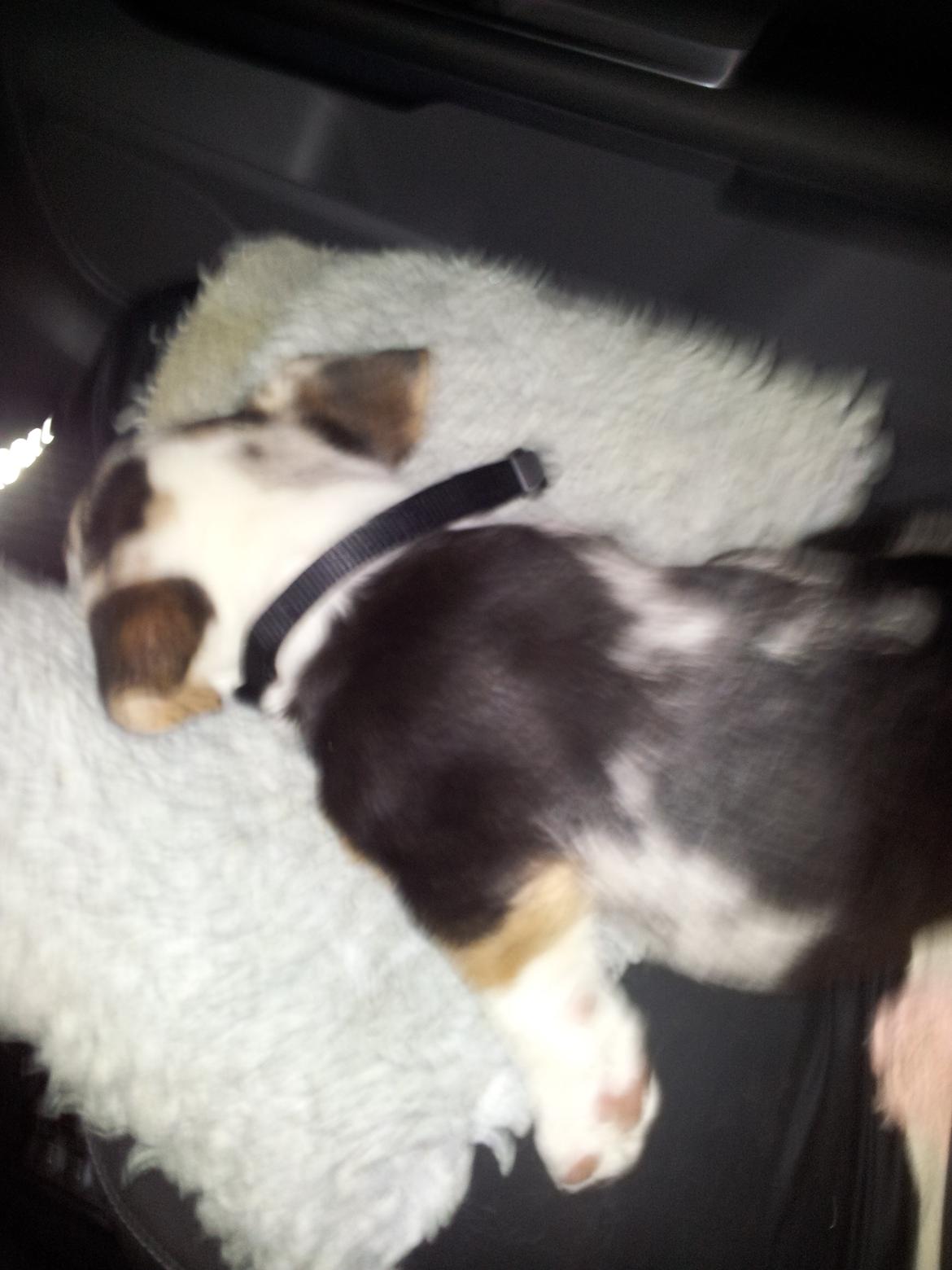 Welsh corgi cardigan Mosegården´s Shake The Blues AKA Spock billede 11