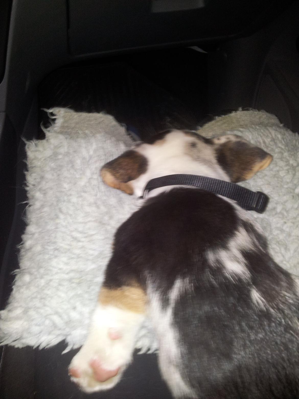 Welsh corgi cardigan Mosegården´s Shake The Blues AKA Spock billede 2