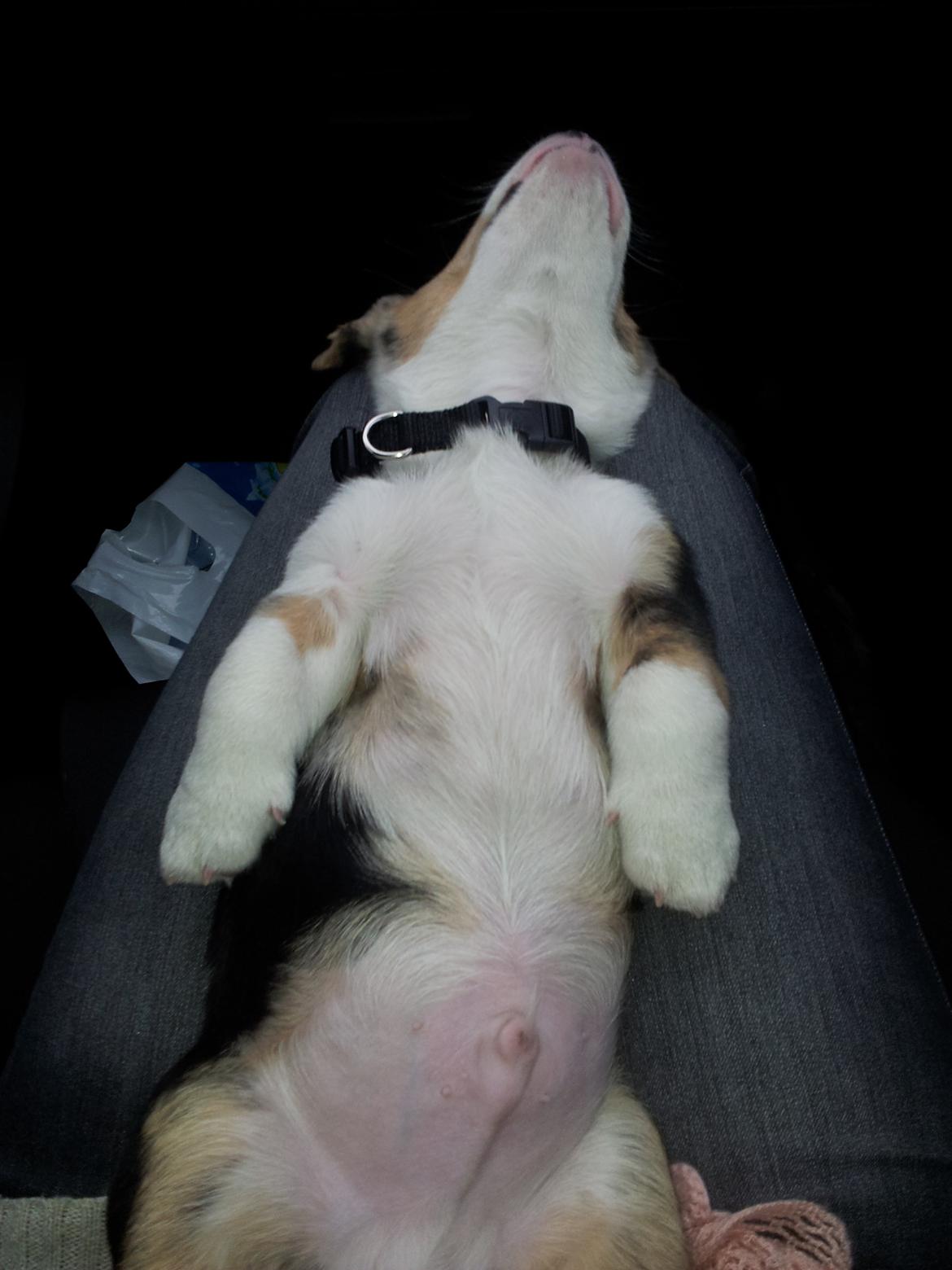 Welsh corgi cardigan Mosegården´s Shake The Blues AKA Spock billede 3