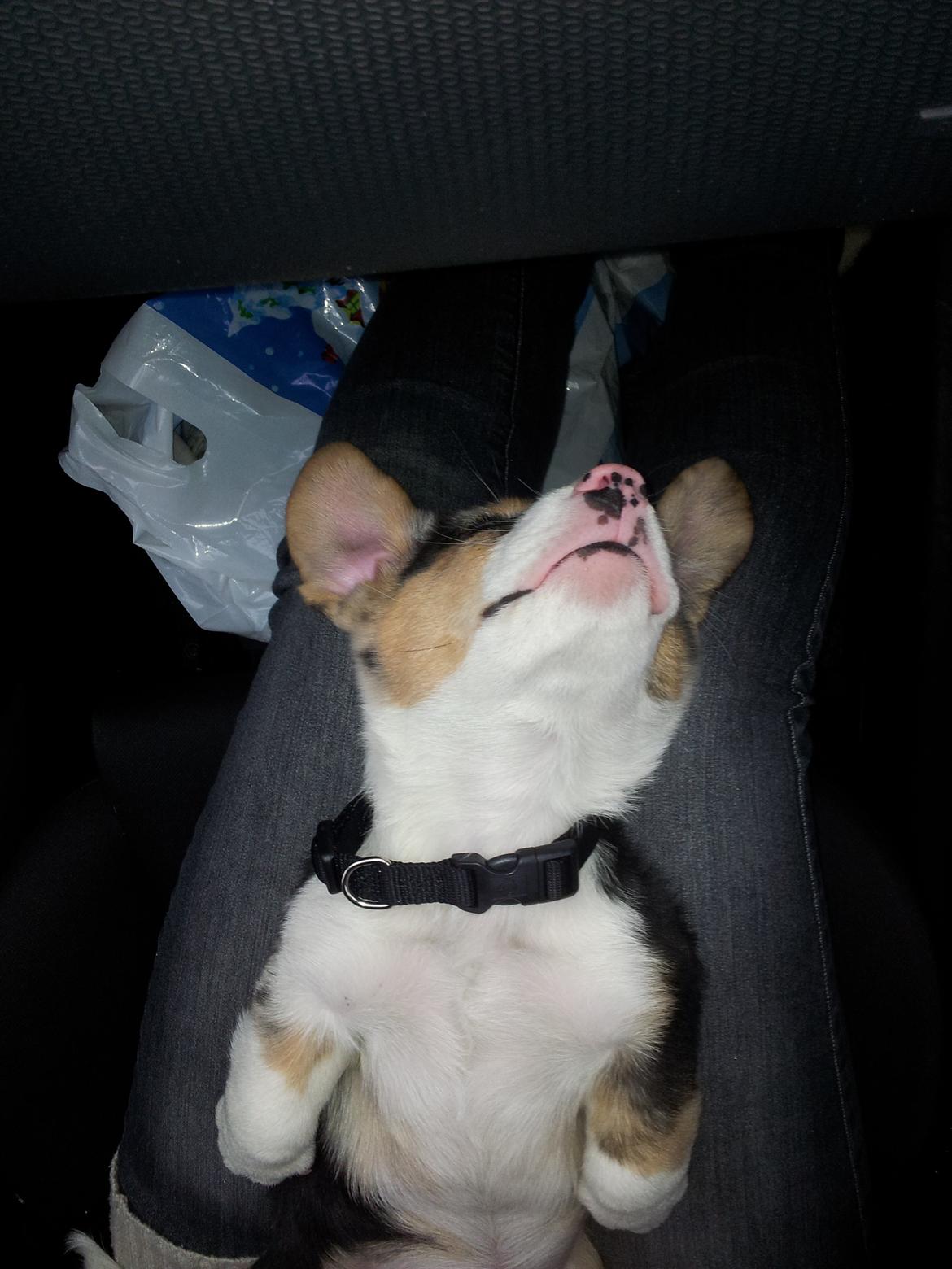 Welsh corgi cardigan Mosegården´s Shake The Blues AKA Spock billede 4