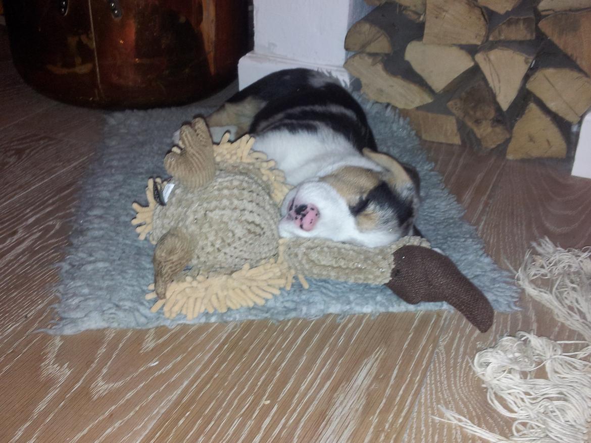 Welsh corgi cardigan Mosegården´s Shake The Blues AKA Spock billede 5