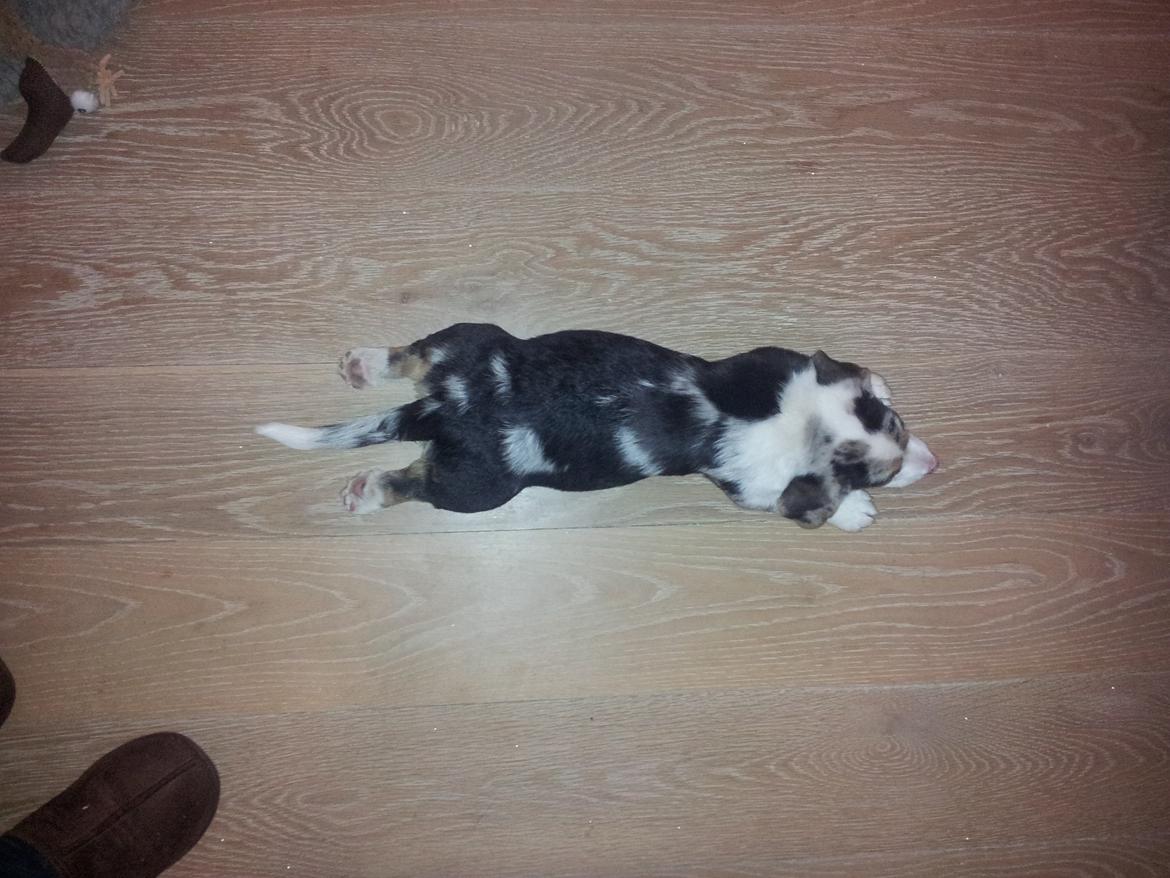 Welsh corgi cardigan Mosegården´s Shake The Blues AKA Spock billede 6