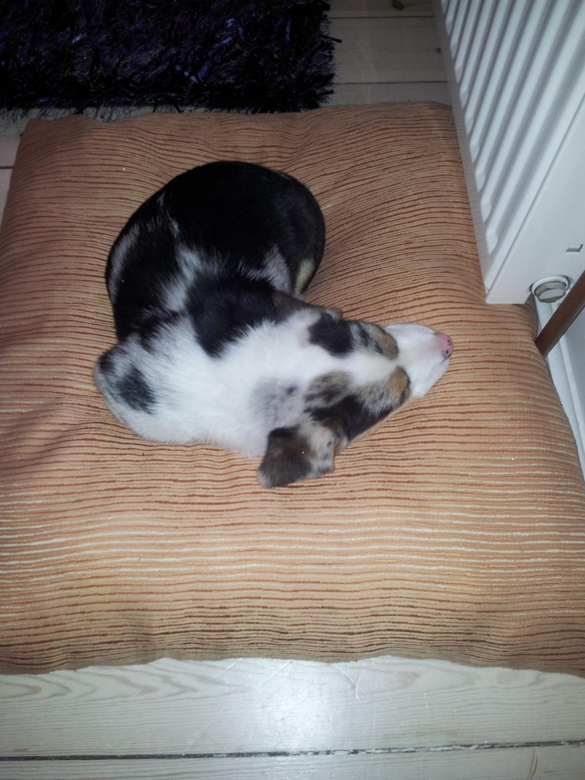 Welsh corgi cardigan Mosegården´s Shake The Blues AKA Spock billede 7