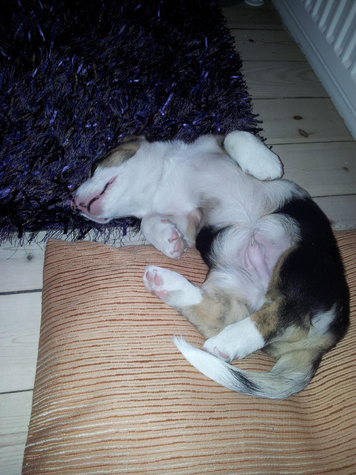 Welsh corgi cardigan Mosegården´s Shake The Blues AKA Spock billede 8