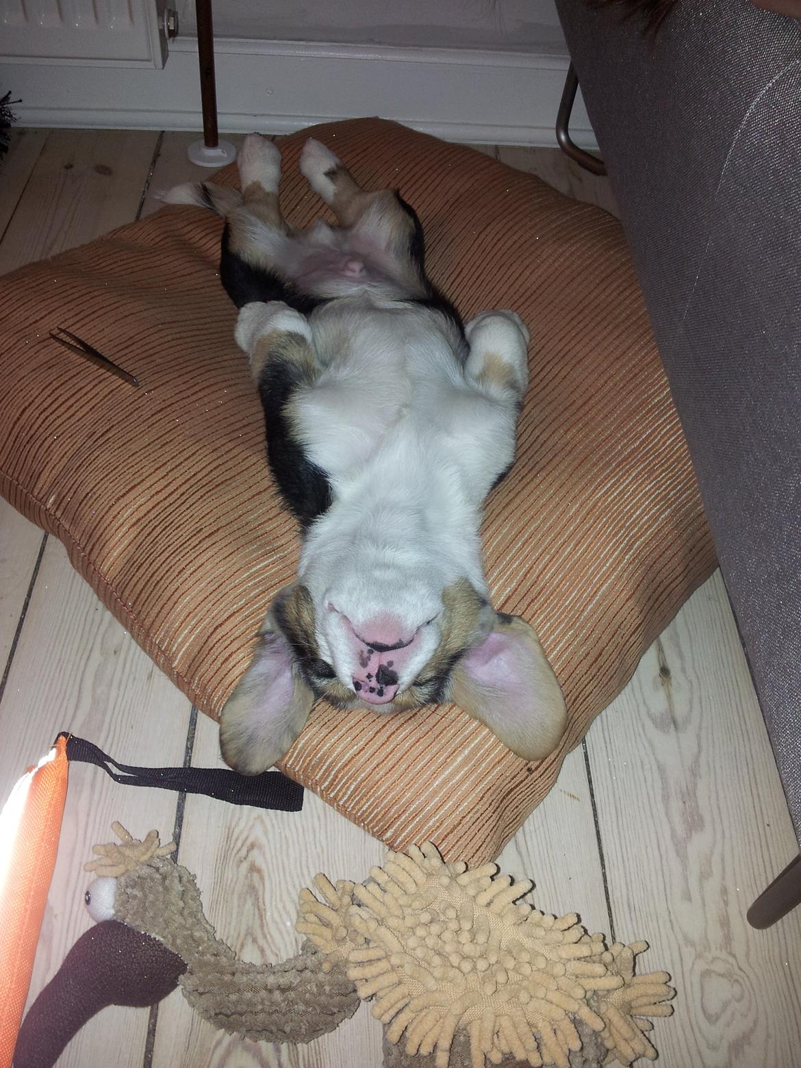 Welsh corgi cardigan Mosegården´s Shake The Blues AKA Spock billede 9