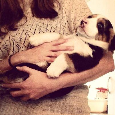 Welsh corgi cardigan Mosegården´s Shake The Blues AKA Spock billede 10