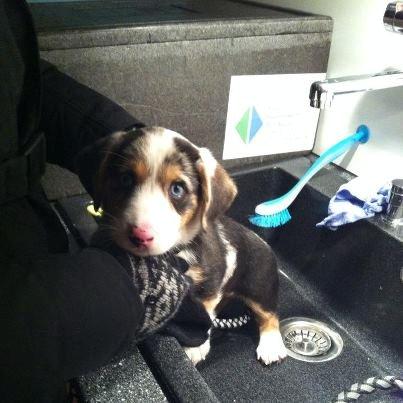 Welsh corgi cardigan Mosegården´s Shake The Blues AKA Spock billede 1