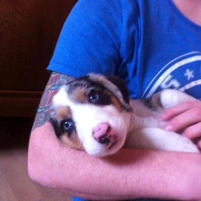 Welsh corgi cardigan Mosegården´s Shake The Blues AKA Spock billede 12