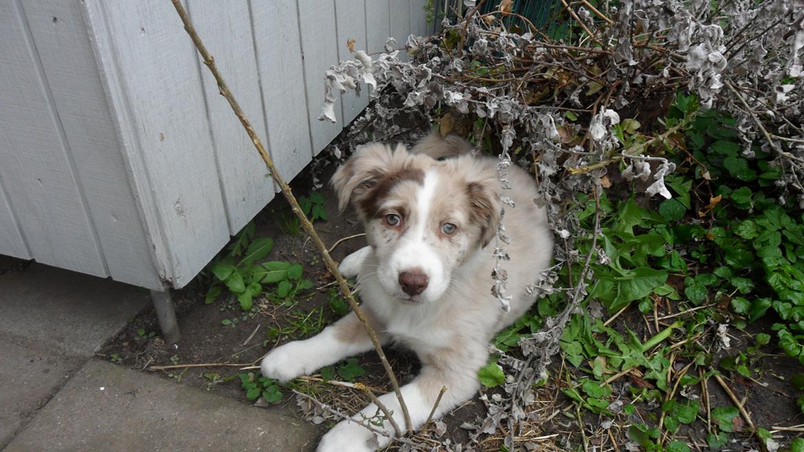 Australian shepherd Louis billede 5