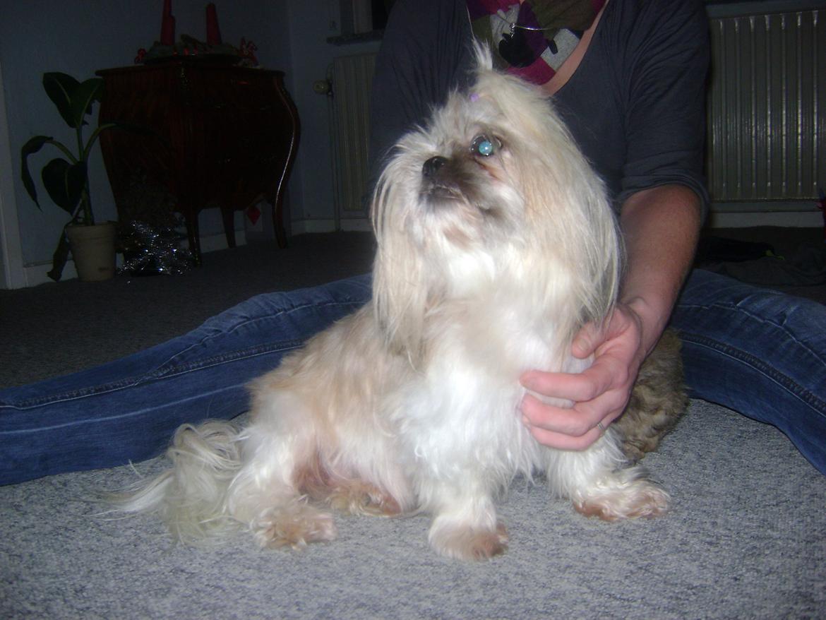 Shih tzu Teeny billede 7