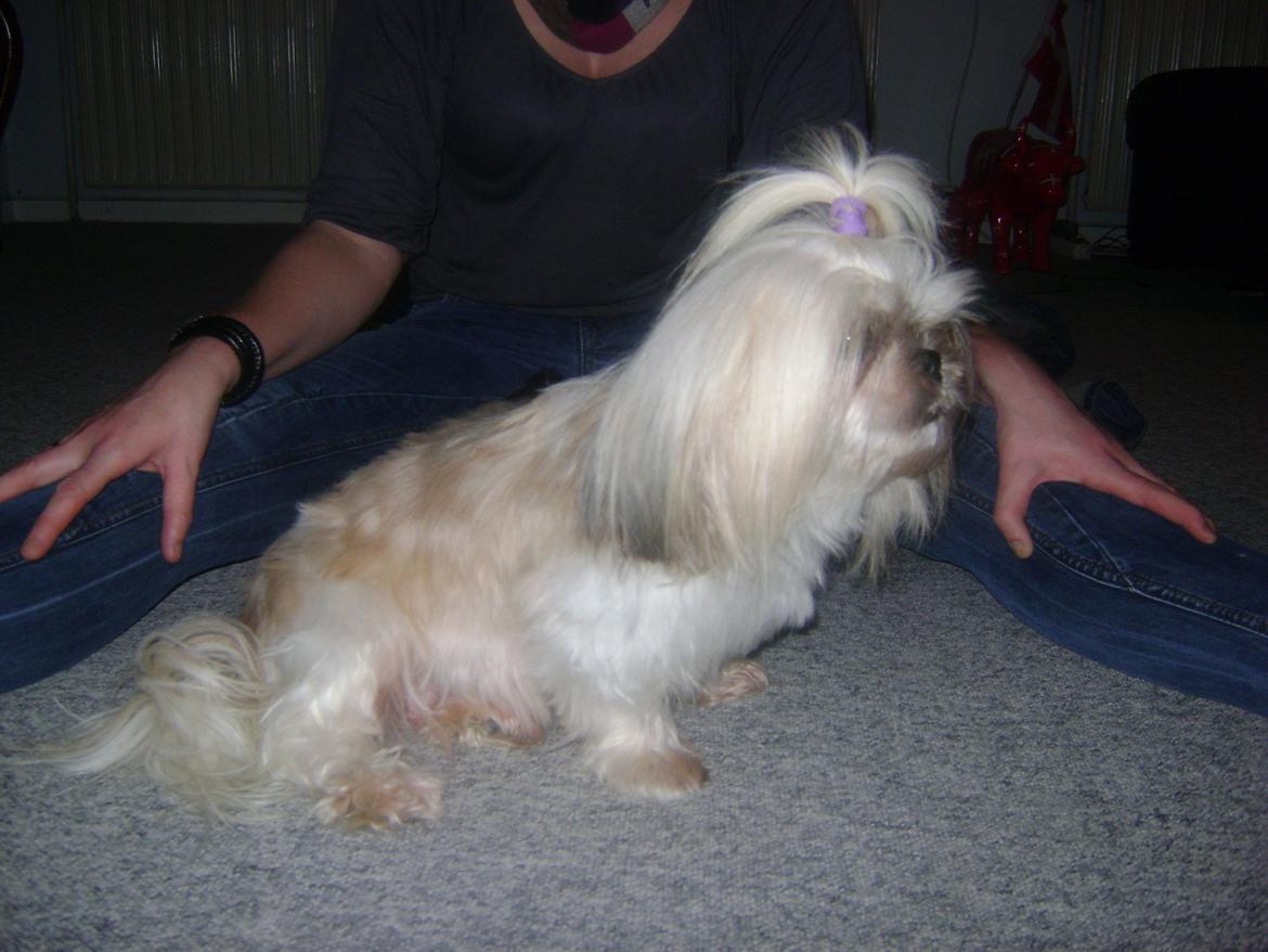 Shih tzu Teeny billede 8