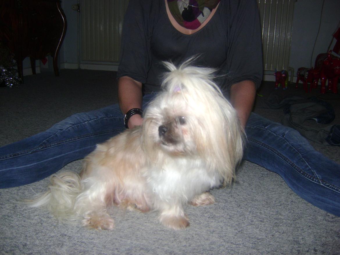 Shih tzu Teeny billede 9