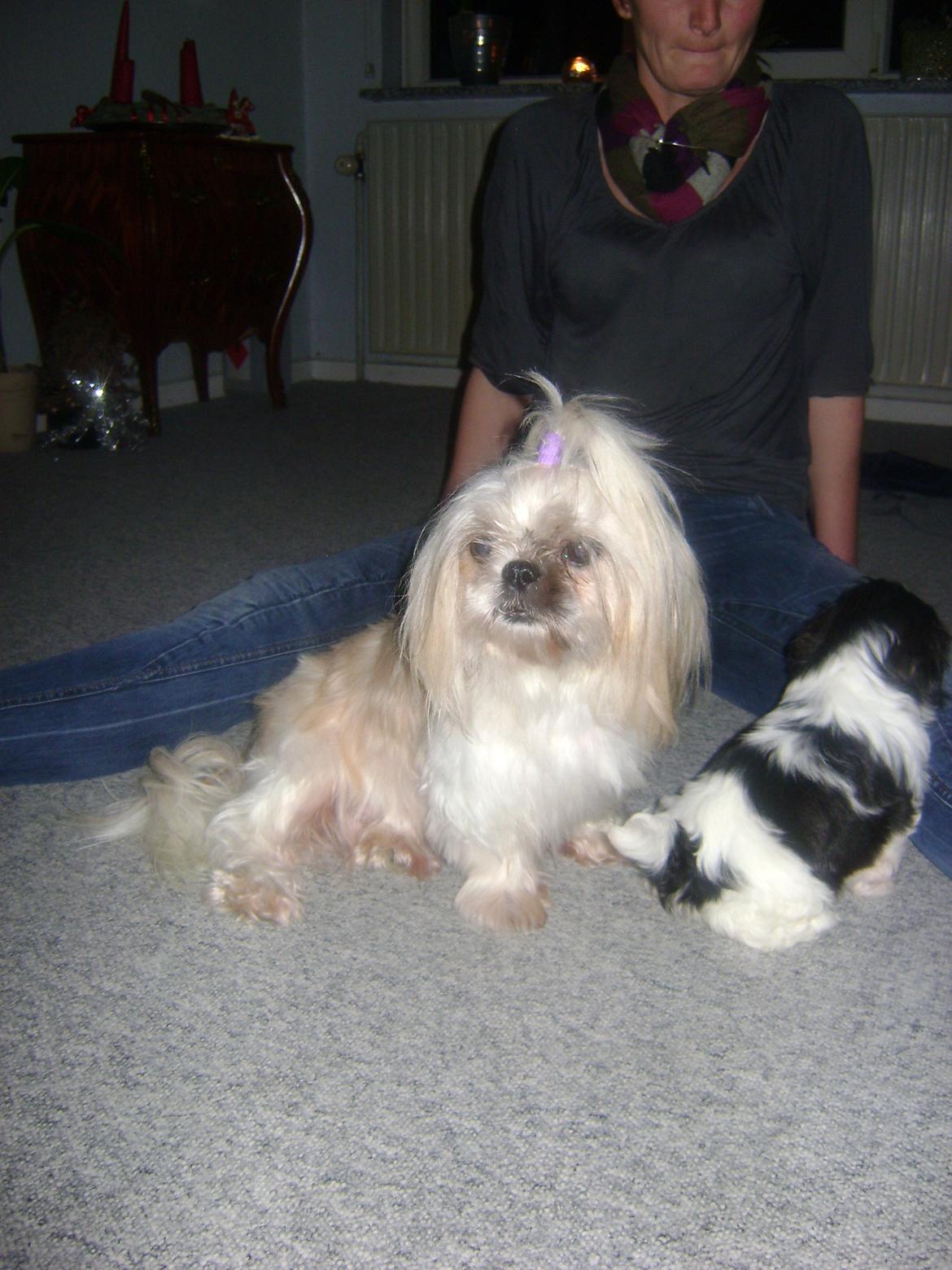 Shih tzu Teeny billede 10