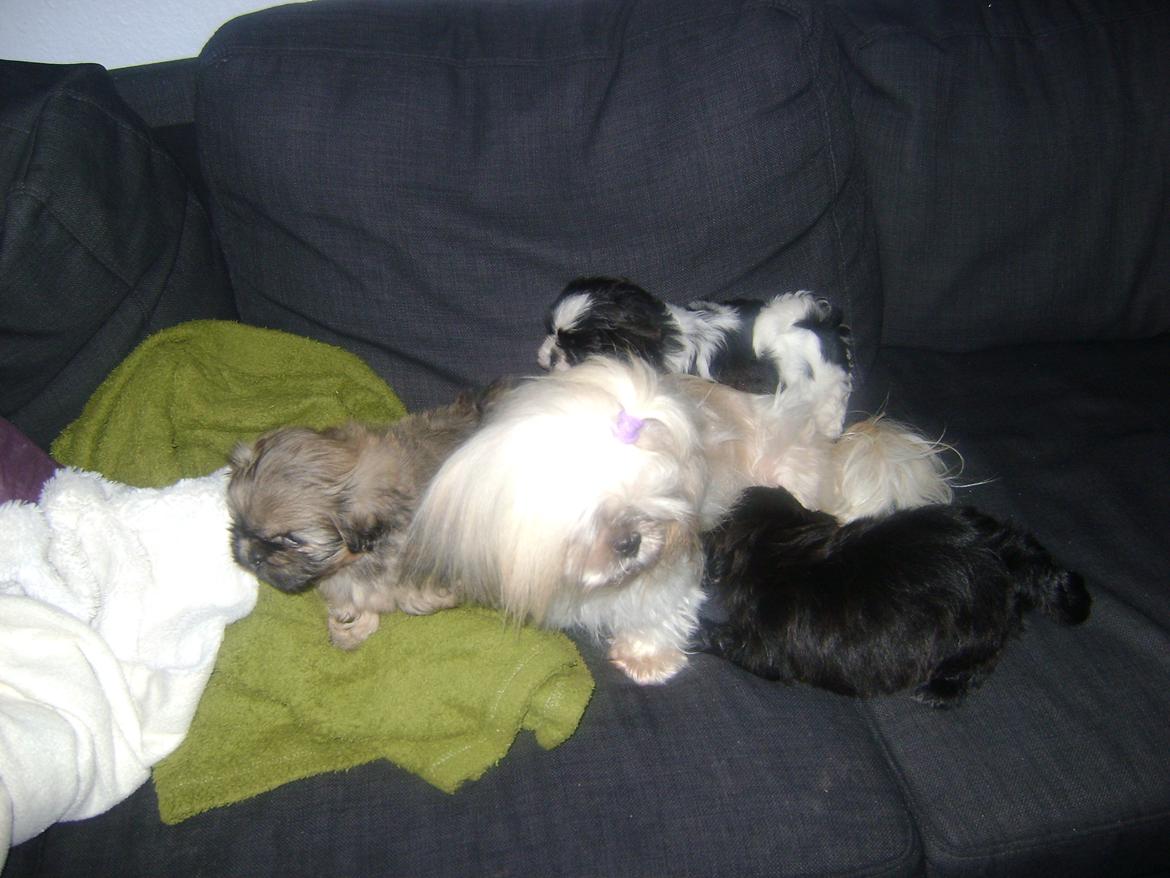 Shih tzu Teeny billede 11